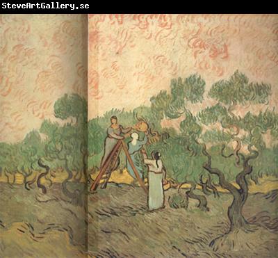 Vincent Van Gogh Olive Picking (nn04)